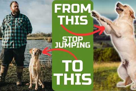 Teach Your Dog To Stop Jumping Up With This Simple Plan