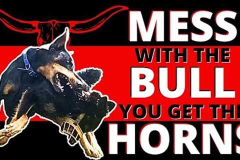 Scared Straight: Super Reactive Dog Crosses the Line with Prince and Pays the Price Instantly!