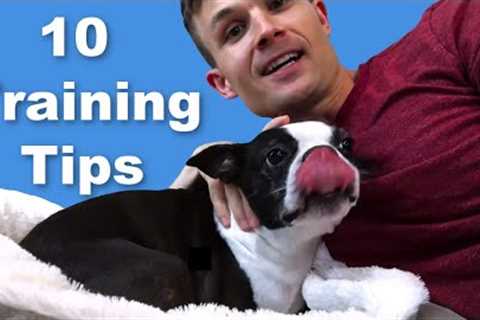 10 Boston Terrier Dog Training Tips - Puppies &amp; Adults