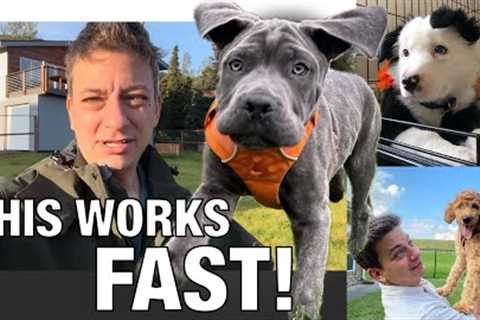 How to Potty Train Your Dog FAST! Updated for 2024!