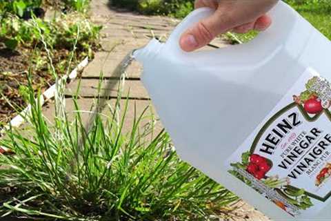 Use Vinegar In Your Garden And Watch What Happens