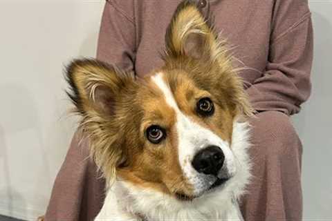 Trainers Refused To Train This Dog, And Recommended Euthanasia.
