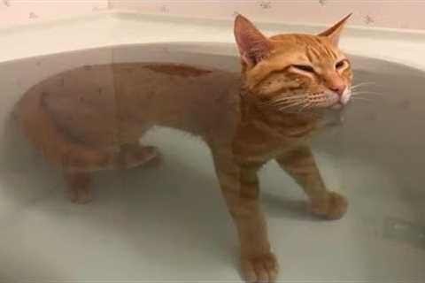 When your cat has a smooth brain 🐱Funny Cat Video