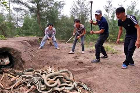 Catch 100 Extremely Poisonous Black Gold Snakes With Bare Hands