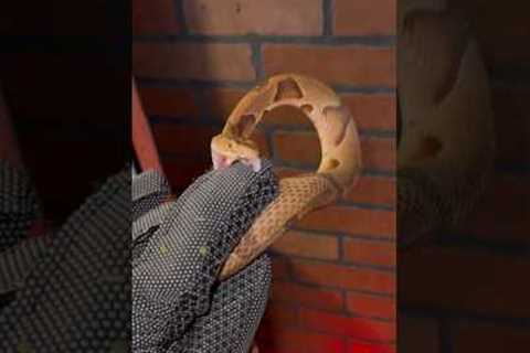 VENOMOUS Snake Vs Bite PROOF glove!