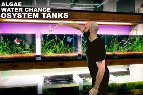 No Algae, No Water Change, Ecosystem Tanks: The Fish Wall