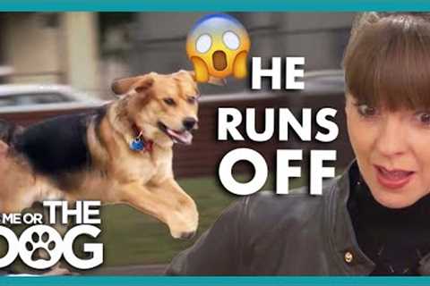 Uncontrollable Puppy ON and OFF Leash 😬 | It’s Me or The Dog