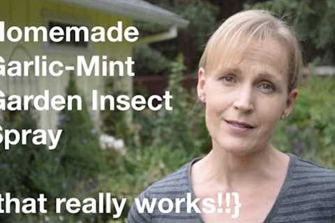 Homemade Garlic-Mint Garden Insect Spray {that really works!!} - AnOregonCottage.com