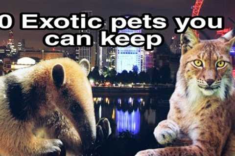Top 10 list: 10 exotic pets you can actually keep in the UK 2022