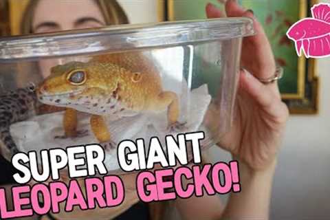 My SUPER GIANT Leopard Gecko! Unboxing And Her New Custom Enclosure