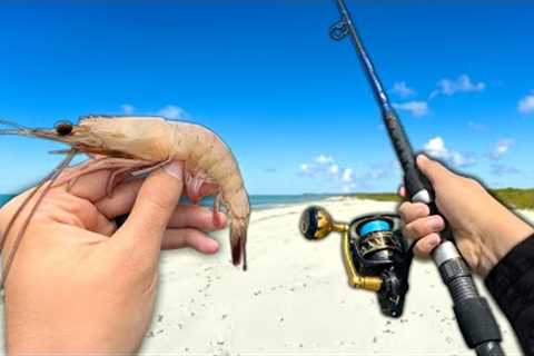 Fishing w/ JUMBO Shrimp.. Eating Whatever I Catch (Catch and Cook)