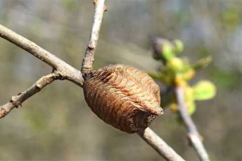 Can Praying Mantis Lay Eggs Without Mating?