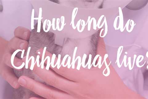What is the Average Chihuahua Lifespan?