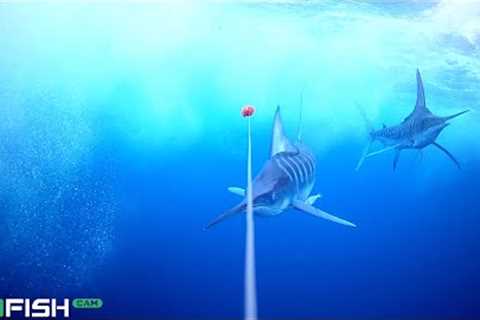 MARLIN TROLLING (INSANE UNDERWATER FOOTAGE!!)