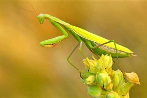 Can Praying Mantis Grow Back Limbs?