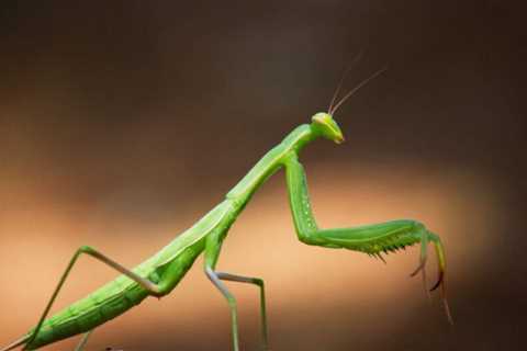 Can Praying Mantis Eat Wax Worms?