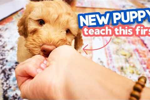 3 EASY Things You NEED to Teach Your Puppy 🐶 Any puppy can learn this!