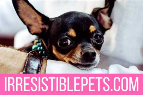 Where Did the Chihuahua Originate?
