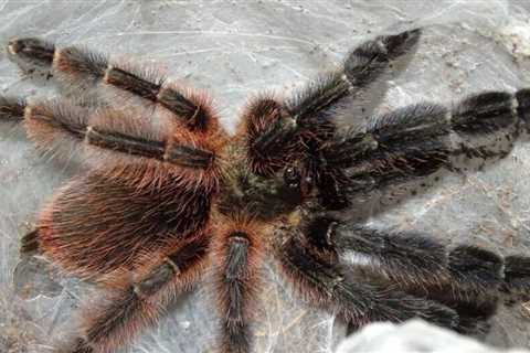 Psalmopoeus victori / Darth Maul Tarantula Care Sheet