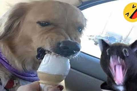 Funny Dogs And Cats Videos 2024 😅 - Best Funniest Animal Videos Of The week #15