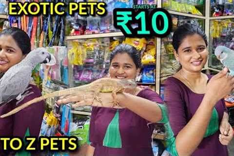 Exotic pet 💥🤯 starts at 10 | A to Z pet accessories