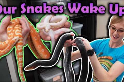 Waking up Snakes from Hibernation!