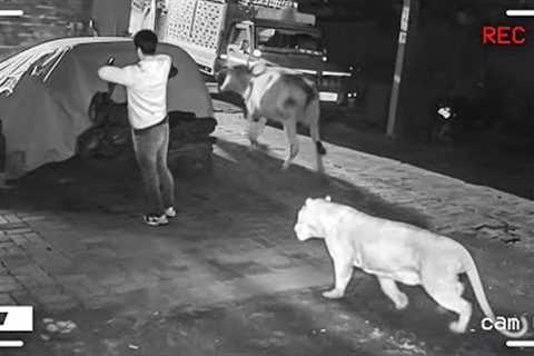55 Incredible Moments Caught on CCTV Camera