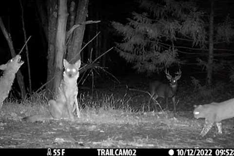 Best Trail Camera Videos of the Year (2022) | Bushcraft Nick