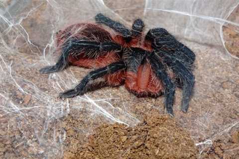 Lava Tarantula / Theraphosinae sp. Panama / Davus sp. Panama Care Sheet