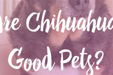 Are Chihuahuas Good Pets?