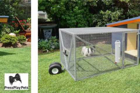 My Dogs and Chickens – How Is It Working Out?