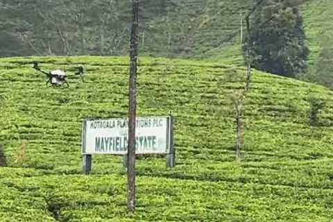 Spray Fertilizer for Tea Cultivation using Drone Technology #Drone#