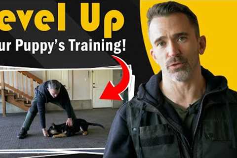 Learn to Teach Your Dog 5 Command in Less Than 8 Minutes!