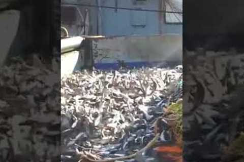 Fish caught in ocean