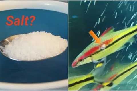 Using salt in freshwater fish tanks - all you need to know on using salt in aquariums
