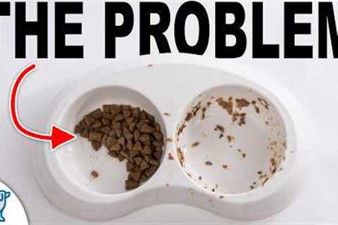 The #1 Mistake Dog Owners Make Feeding...