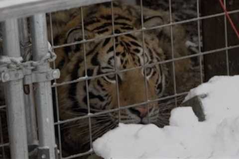 Exotic Pets Threatened Due to Ohio's Pointless New Regulations on Animal Ownership