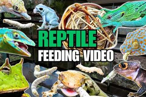 FEEDING MY PET REPTILES 40 SILKWORMS + FEEDING GREEN TREE MONITOR LIZARDS INSIDE A GIANT VIVARIUM