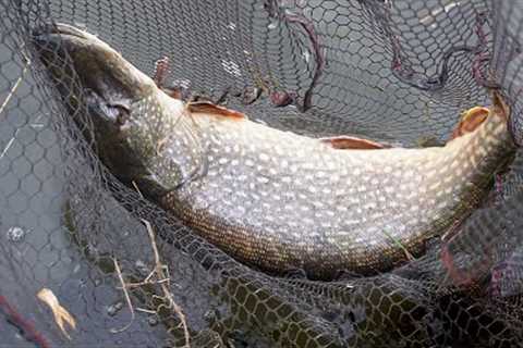 The BIGGEST River Fish I've Ever Caught! Smashed It at my Feet!