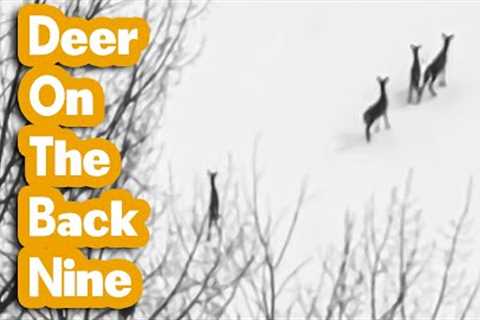🦌 Deer On The Back Nine  📷 Drone Trail Camera 🍁 Bathurst, New Brunswick, Canada