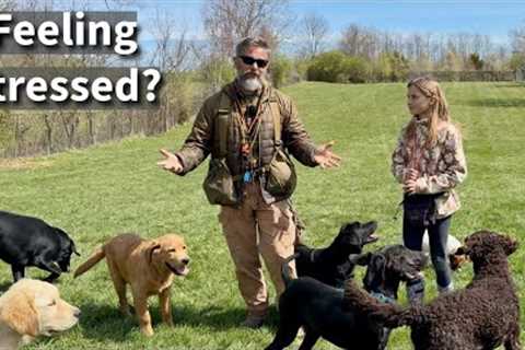 How To Take The Stress Out Of Dog Training Adventures