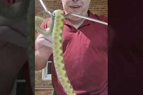 VENOMOUS SNAKE HANDLING AS YOU'VE NEVER SEEN!!! #snakes #snakes #reptiles #animalbabies #foryou #fyp