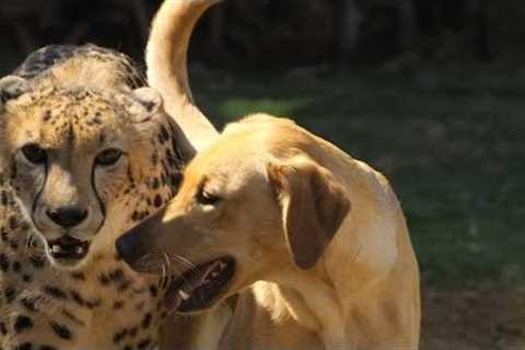 Unusual Animal Friendships