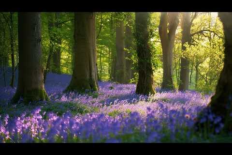 MUSIC REDUCE OVERTHINKING🍇Soothing Morning Music with Bird Sounds to Reduces Stress &amp; Anxiety