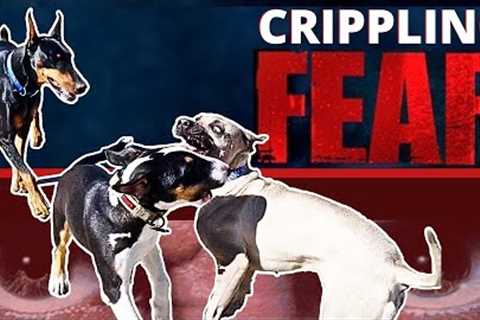 Extremely Fearful Dog is Radically Changed in Minutes! How to get your Fearful dog out in the World