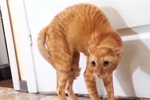 Funny Scaredy Cats Compilation! - (READ DESCRIPTION) 👇🔥