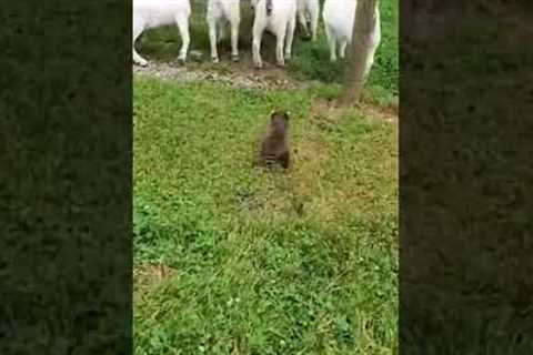 AMAZING ANIMAL FRIENDSHIPS 🐷😻 Cat and Dog Friendship - Funny Animal Videos 🐶🐔 Try Not to Laugh