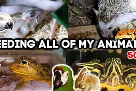 Feeding All of My Animals! (50+ exotic pets)