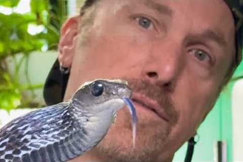 Time to Show You These Amazing Snakes - Ptyas, Mad Hog, King Rat &amp; Falsies.
