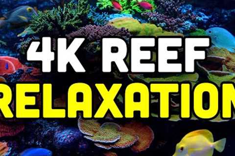 Reef and Relax in 4K! STUNNING Saltwater Aquarium from RAD!